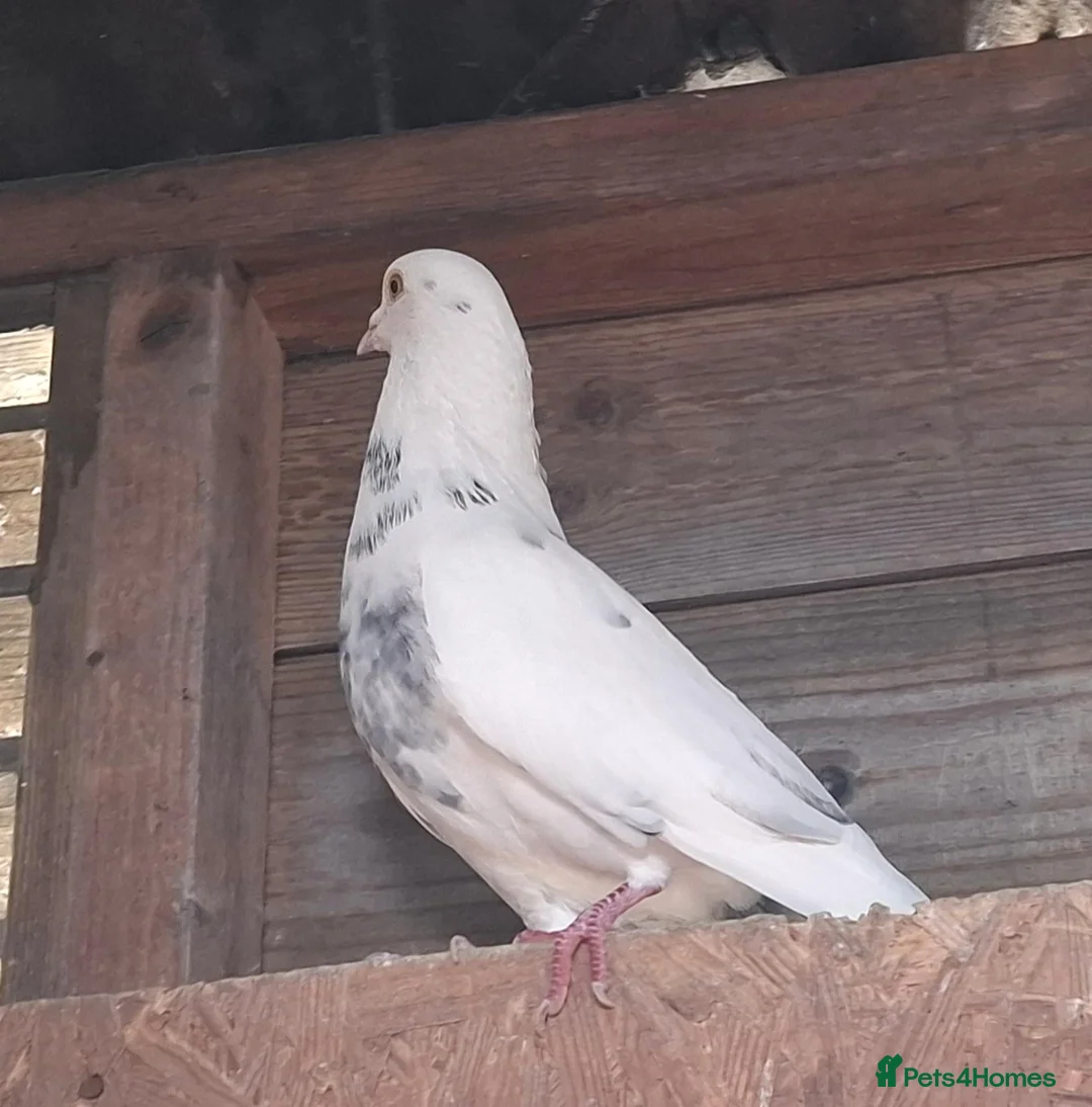 Pigeons birds for sale: 9 pigeons, mixture, some high flyers - Advert 6