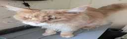 Maine Coon cats for sale: Male Maine coone  in Woodhall Spa - Advert 3