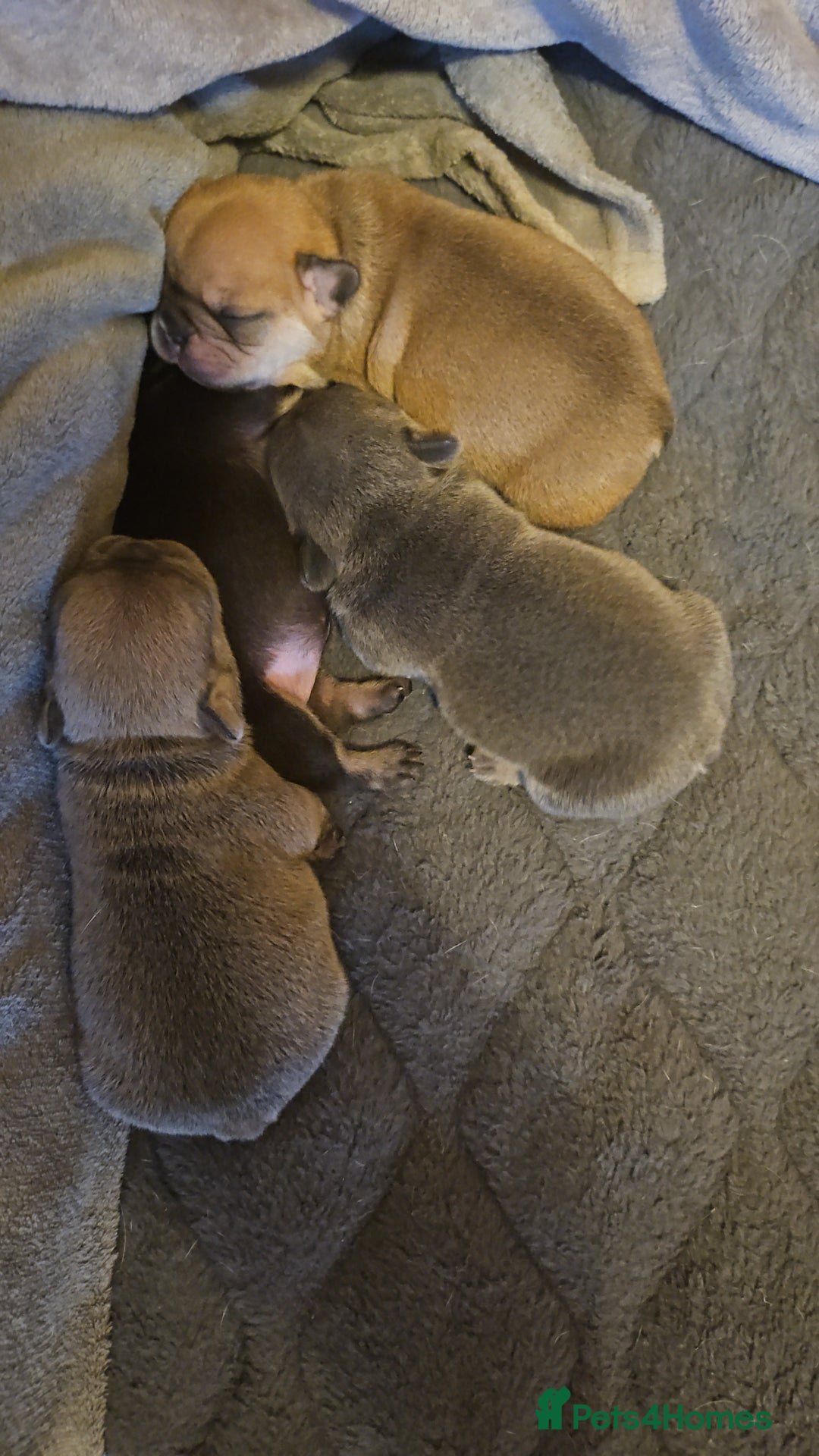 French Bulldog dogs for sale: Exquisite Pedigree French Bull Dog Puppies  - Image 8