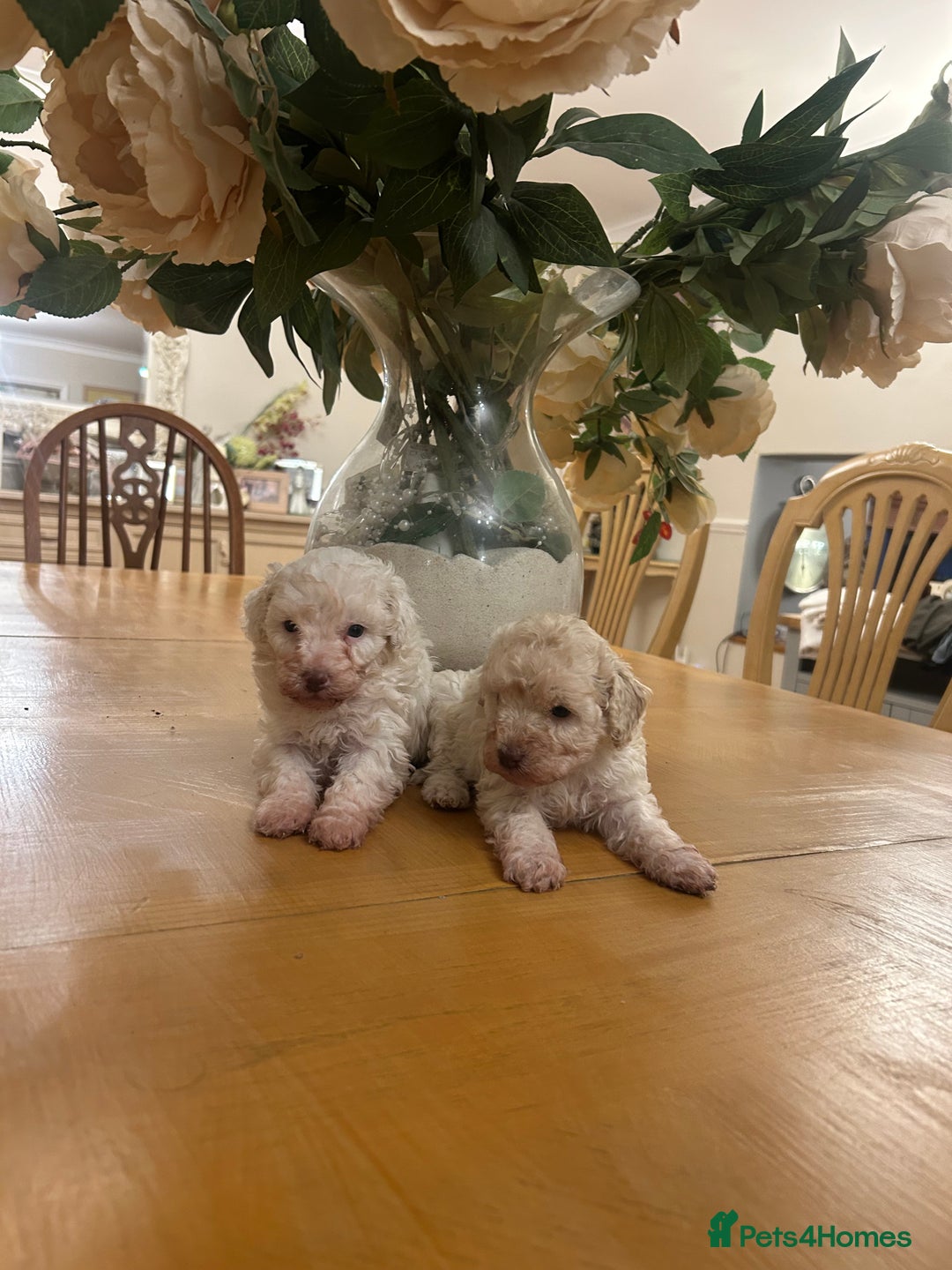 Miniature Poodle dogs for sale: 6 beautiful miniature poodles  - Image 2