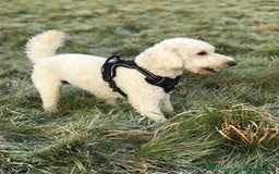 Labradoodle dogs for sale: Rare mini labradoodles variety of colours! - Image 20