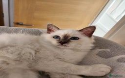 Birman cats for sale: Birman babies ready now. 26 years experience  in Billingham - Image 11