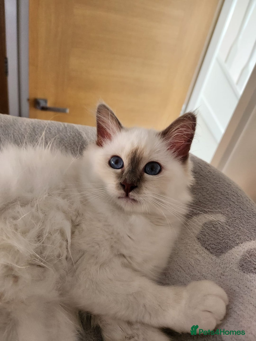 Birman cats for sale: Birman babies ready now. 26 years experience  in Billingham - Image 11