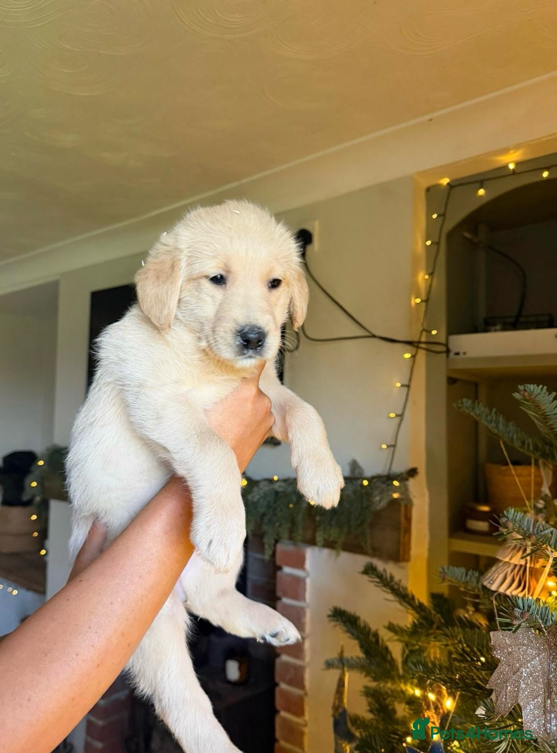 Goldendoodle dogs Goldendoodle puppies  - Advert 1