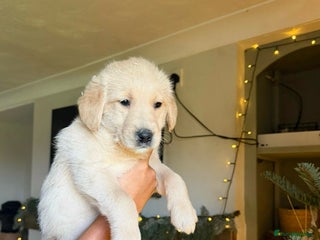 Goldendoodle dogs Goldendoodle puppies - Advert 2