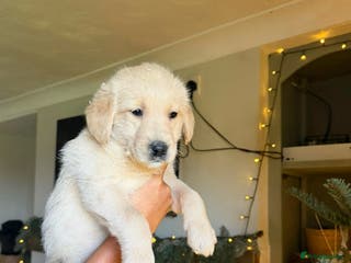 Goldendoodle dogs Goldendoodle puppies - Advert 10