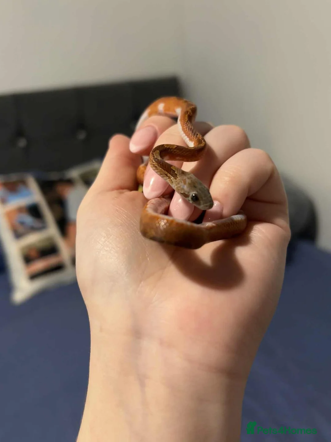 Corn Snake reptiles for sale: Baby female corn snake  - Advert 3