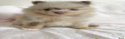 Pomeranian dogs for sale: Pomeranian puppys ready now  in Glasgow - Advert 4