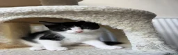Mixed Breed cats for sale: Adorable 11 week old Kittens - Ready for Homes! in Harrow - Advert 18