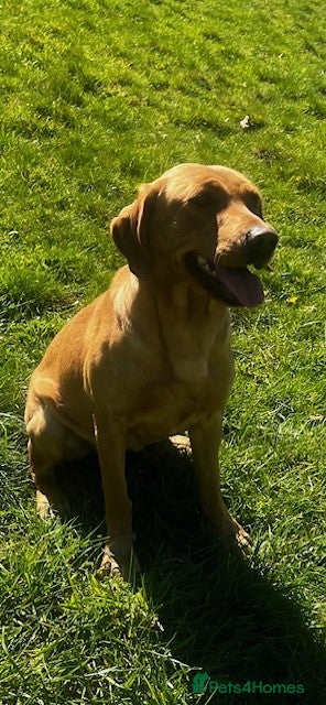 Labrador Retriever dogs KC Reg Dark Yellow Lab bitch - Advert 11