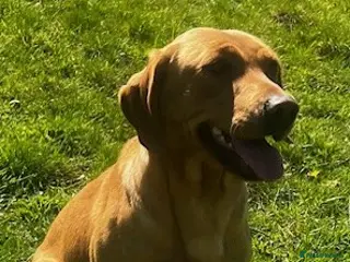 Labrador Retriever dogs KC Reg Dark Yellow Lab bitch - Advert 9