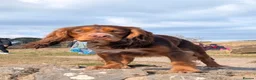 Cocker Spaniel dogs for stud: 🐾 WORKING COCKER SPANIEL – STUD  - Advert 6