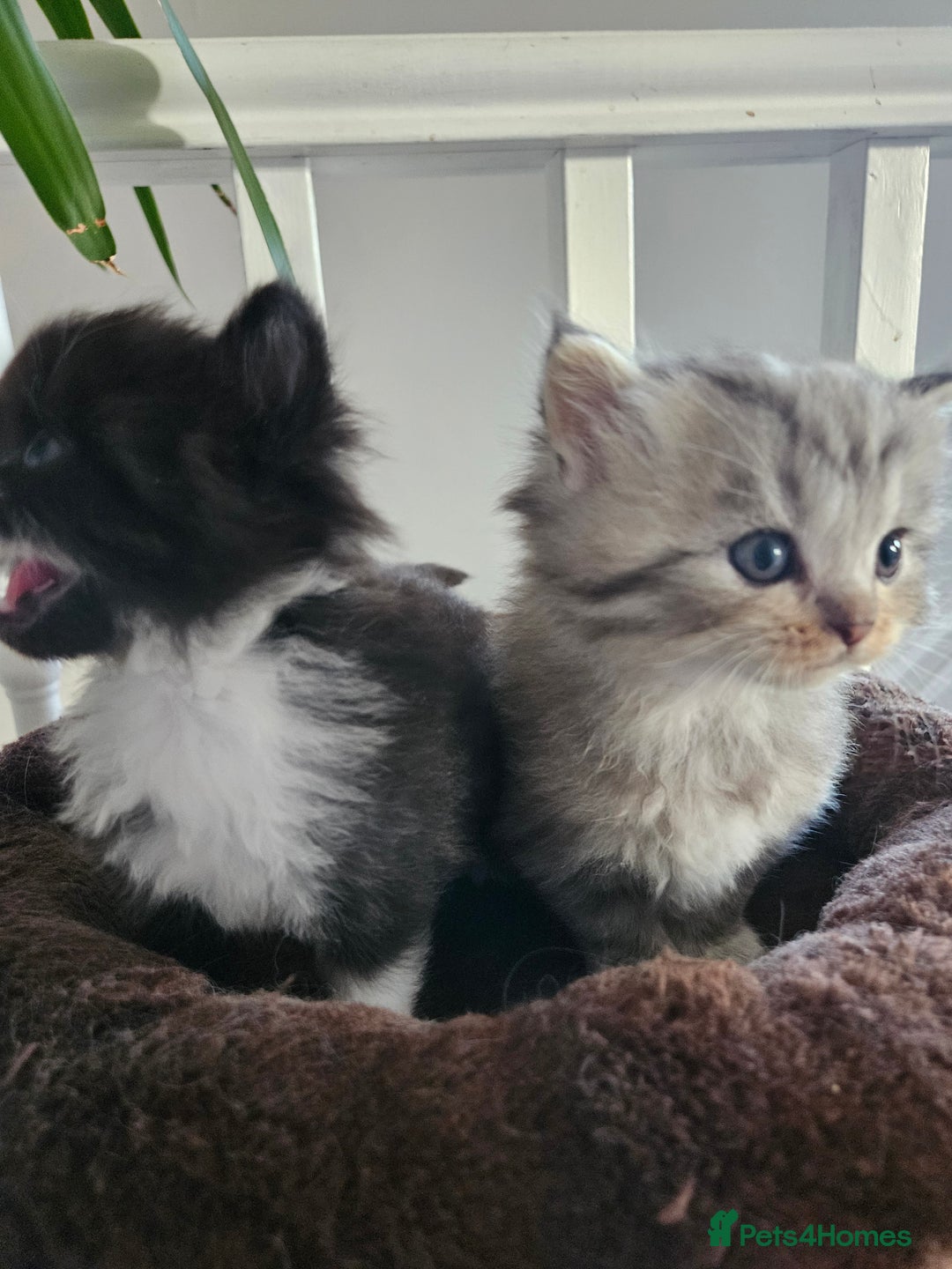 Mixed Breed cats for sale: Adorable Fluffy Chunky Kittens - Image 7