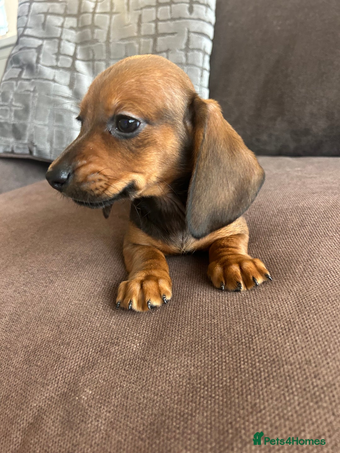 Miniature Dachshund dogs for sale: 🌟 1 GIRL remaining 💕 - Advert 2