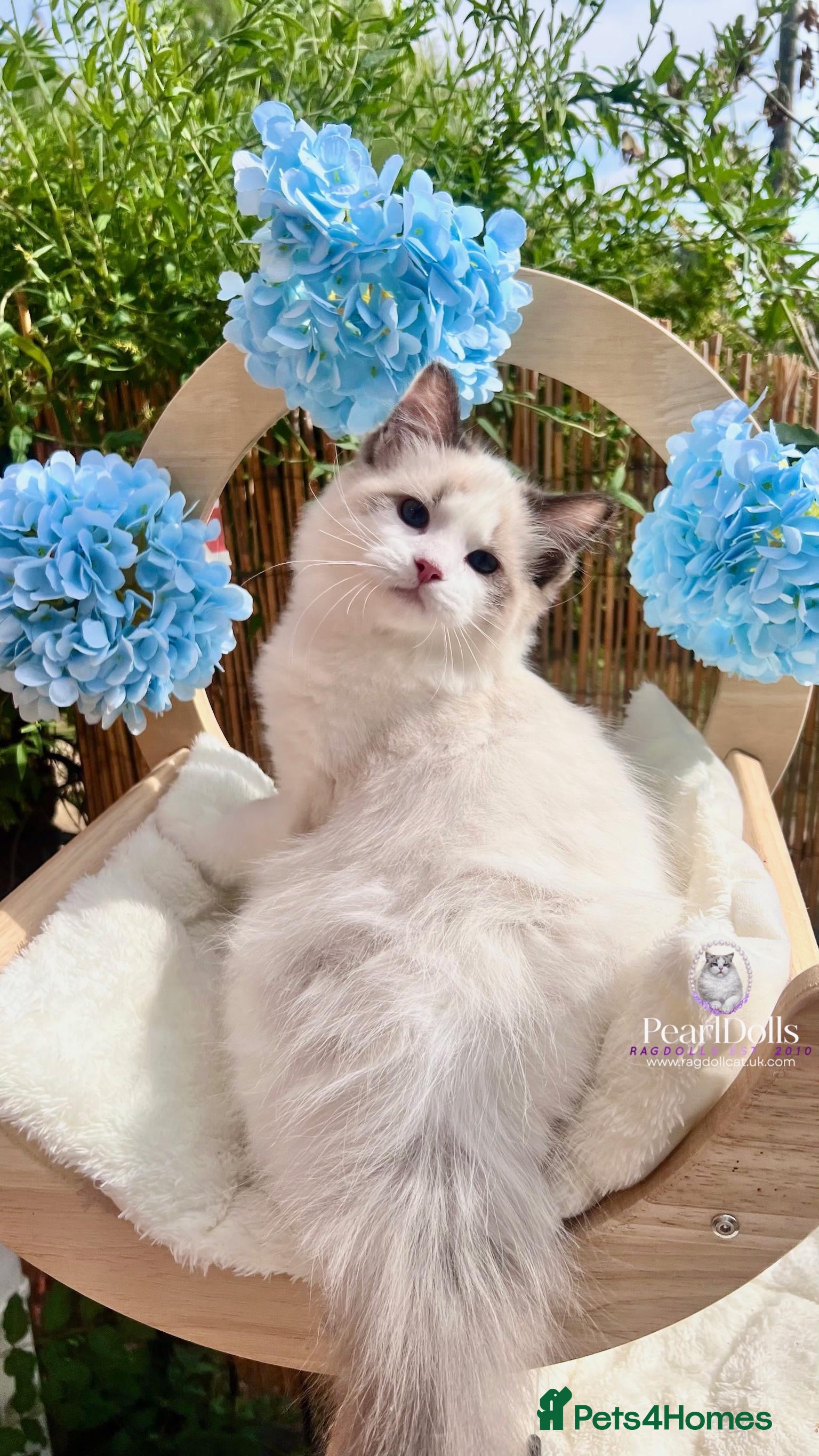 Ragdoll cats ⭐️AWARD WINNING GCCF CATTERY RAGDOLL KITTENS⭐️ - Advert 2
