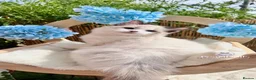 Ragdoll cats for sale: ⭐️AWARD WINNING GCCF CATTERY RAGDOLL KITTENS⭐️ - Advert 2
