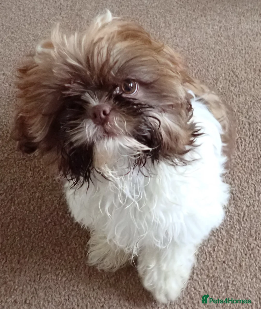 Shih Tzu dogs for sale: Imperial Shih Tzu female, 22 months KC registered. - Advert 25