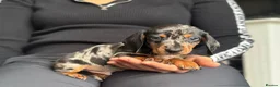 Miniature Dachshund dogs for sale: Miniature dachshund puppies  - Advert 11