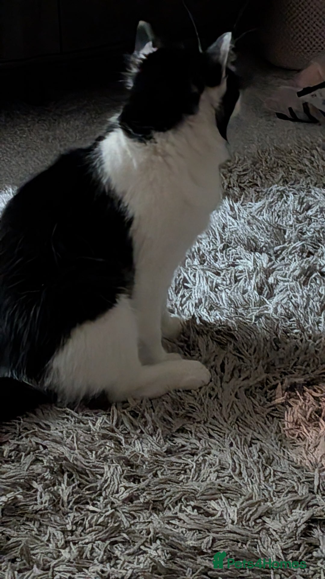 British Shorthair cats for sale: Lovely 3 year old male  - Advert 3