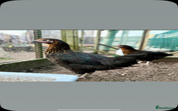 Chickens poultry for sale: Coloured hybrid point of lays guaranteed females  - Image 2