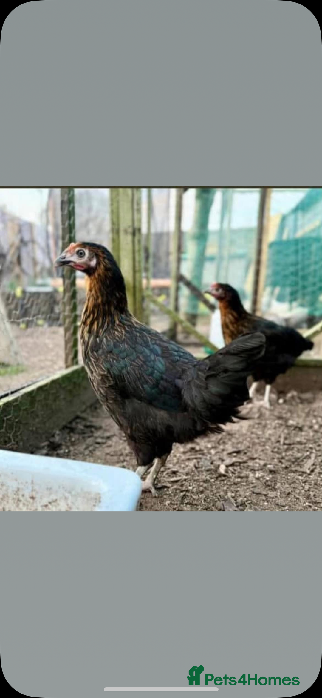 Chickens poultry for sale: Coloured hybrid point of lays guaranteed females  - Image 2
