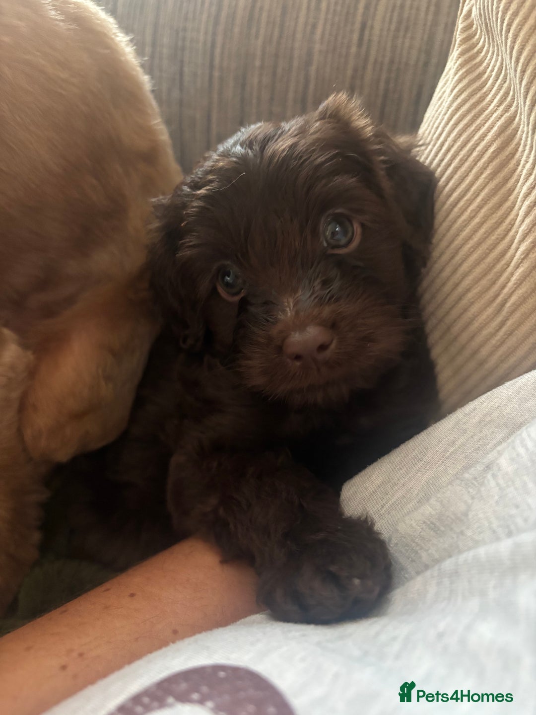 Cavapoo dogs for sale: Chocolate Cavapoo Puppy. Ready for Loving Home - Advert 4