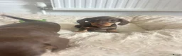 Dachshund dogs for sale: Gorgeous dachshund puppies  - Advert 5