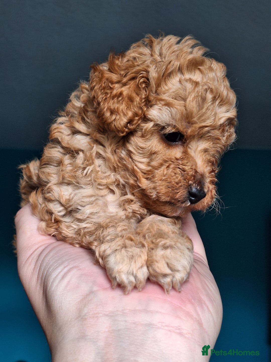 Toy Poodle dogs for sale: Tiny toy poodle female apricot - Image 5
