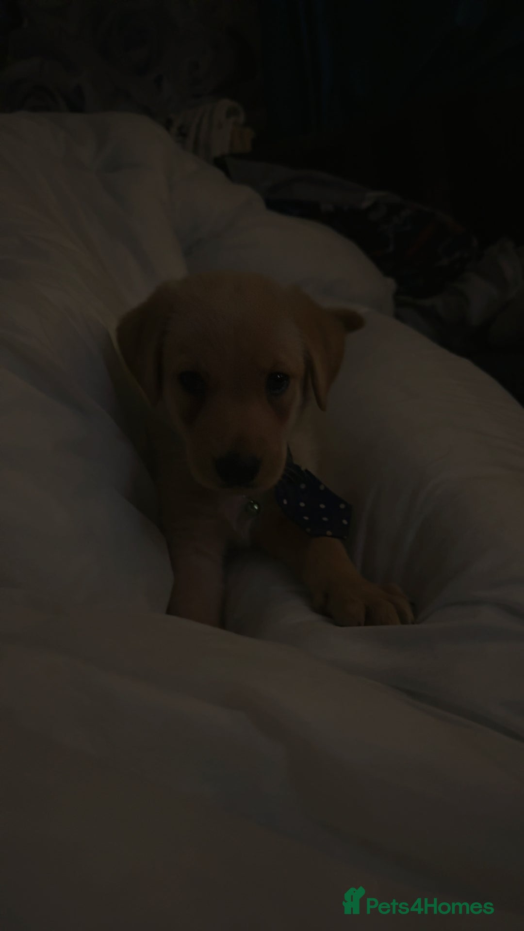 Labrador Retriever dogs for sale: White male lab - Advert 9