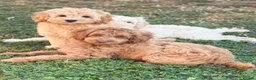 Australian Labradoodle dogs for sale: Genuine Australlian Labradoodles ( WALA reg)  - Advert 1