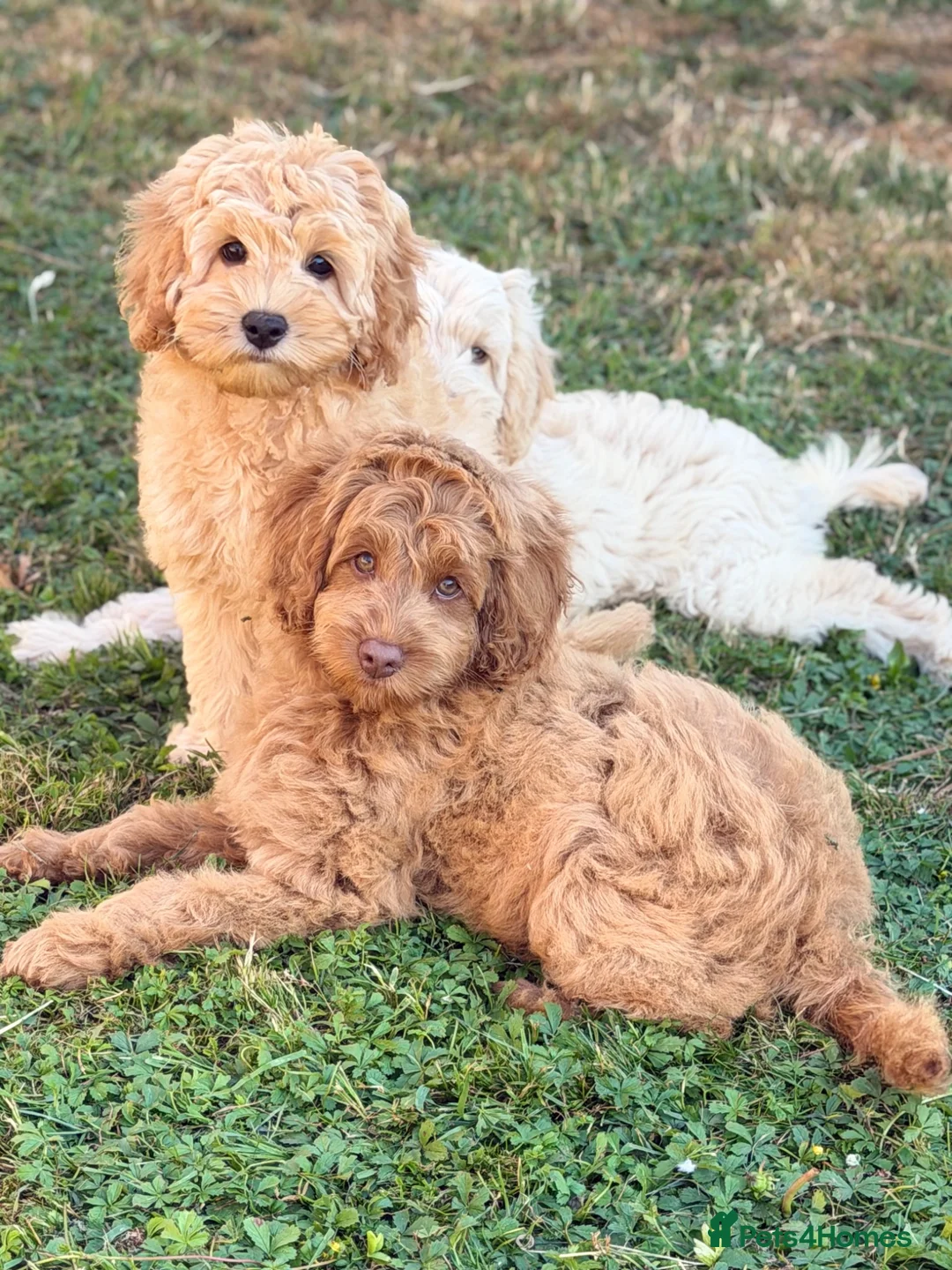 Australian Labradoodle dogs for sale: Genuine Australlian Labradoodles ( WALA reg)  - Advert 1