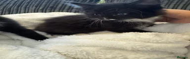 Mixed Breed Kitten 5