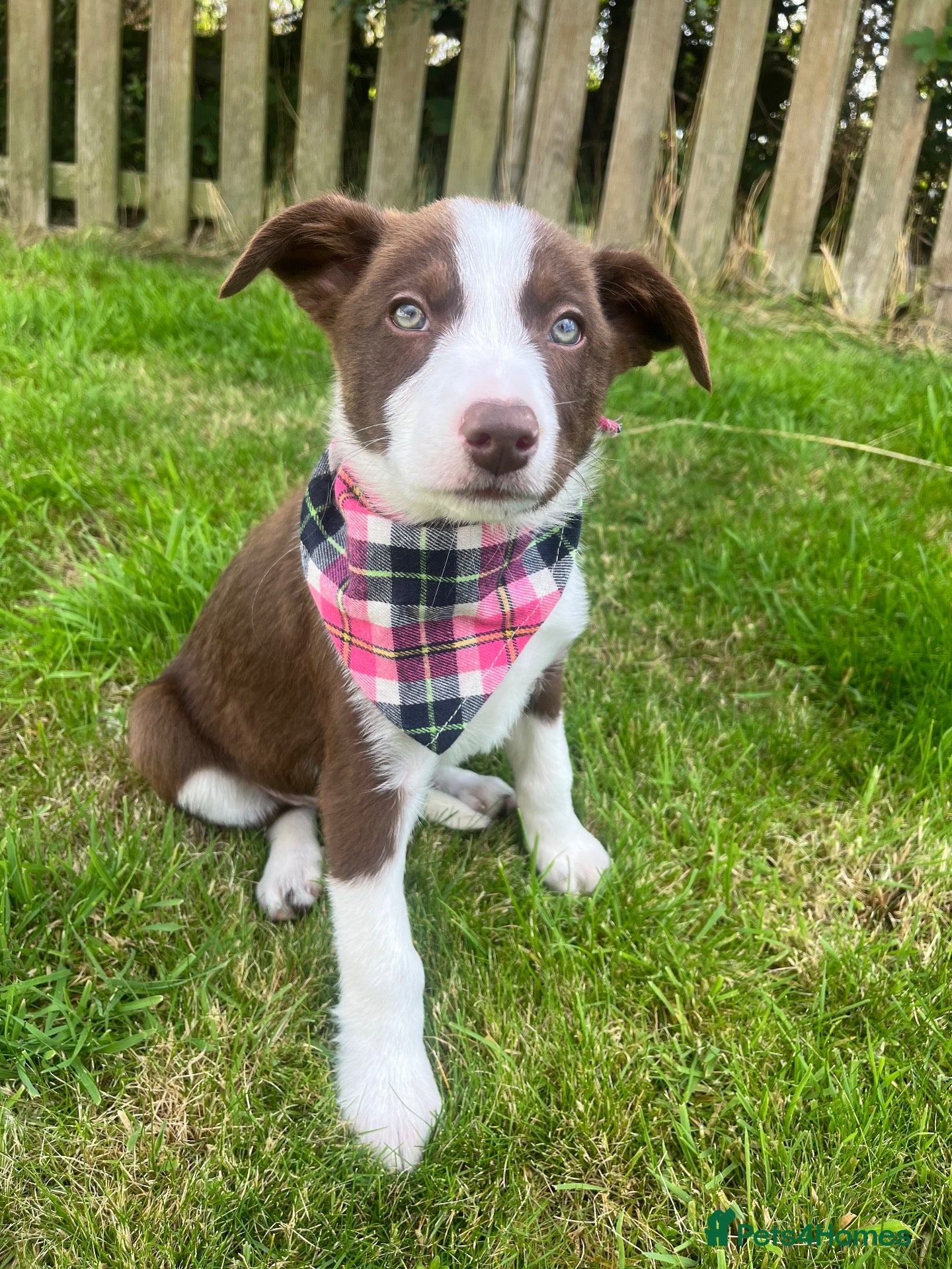 Border Collie dogs 1 Red + White Female left - Advert 7