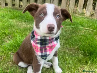 Border Collie dogs 1 Red + White Female left - Advert 7