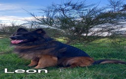 German Shepherd dogs for sale: Excellent Long-Haired German Shepherd Puppies. KC. - Image 35