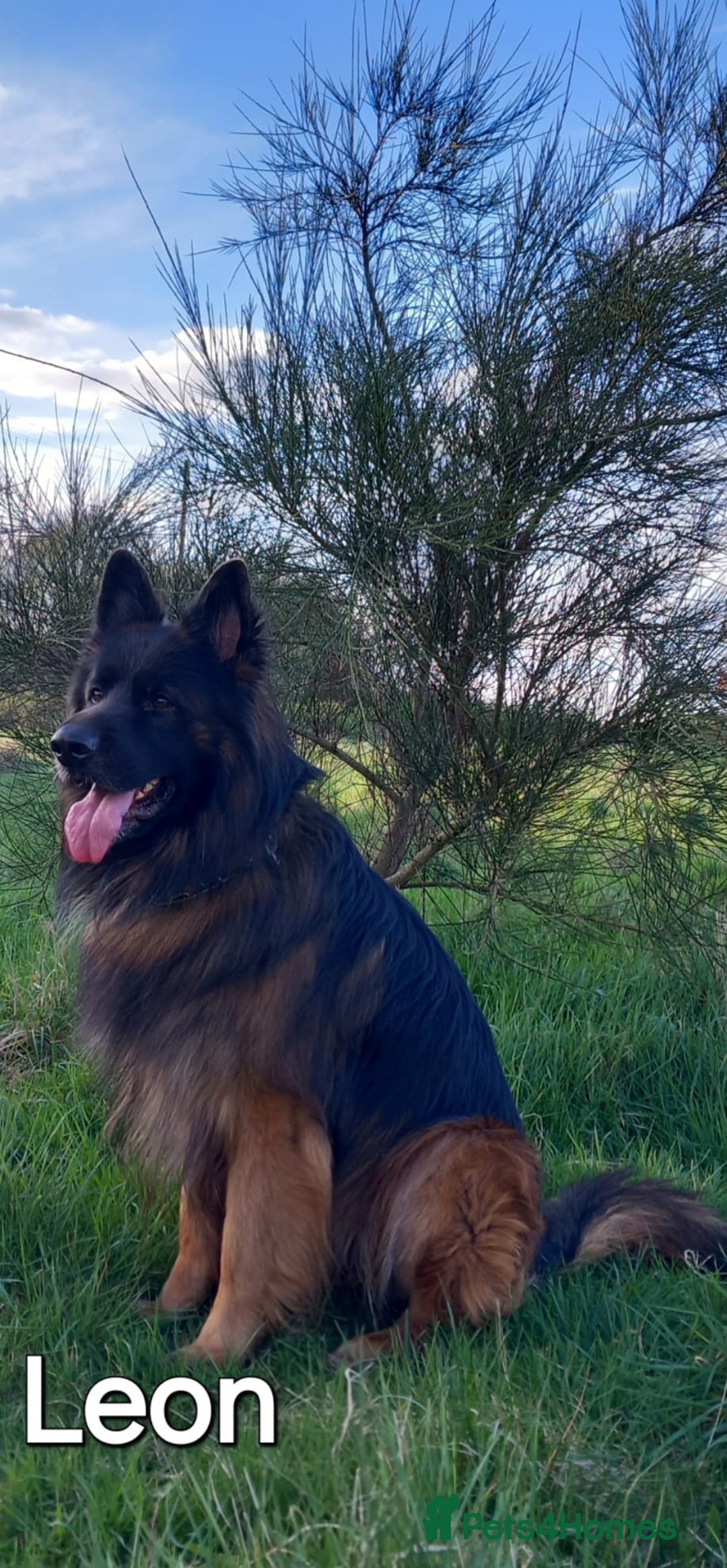 German Shepherd dogs for sale: Excellent Long-Haired German Shepherd Puppies. KC. - Image 35