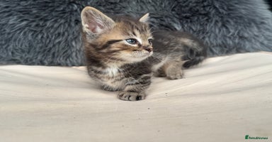 Munchkin cats - Advert 12