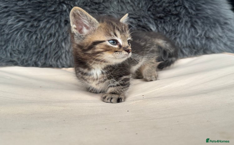 Munchkin cats - Advert 1