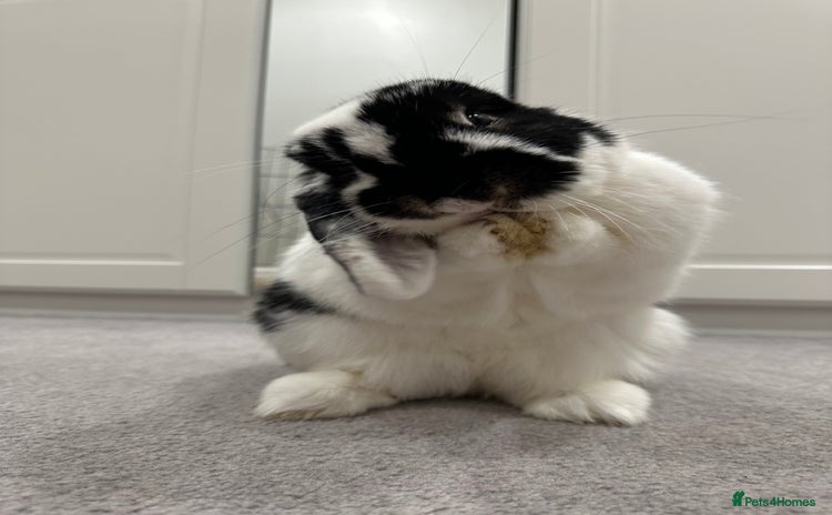 Mini Lop rabbits - Advert 2