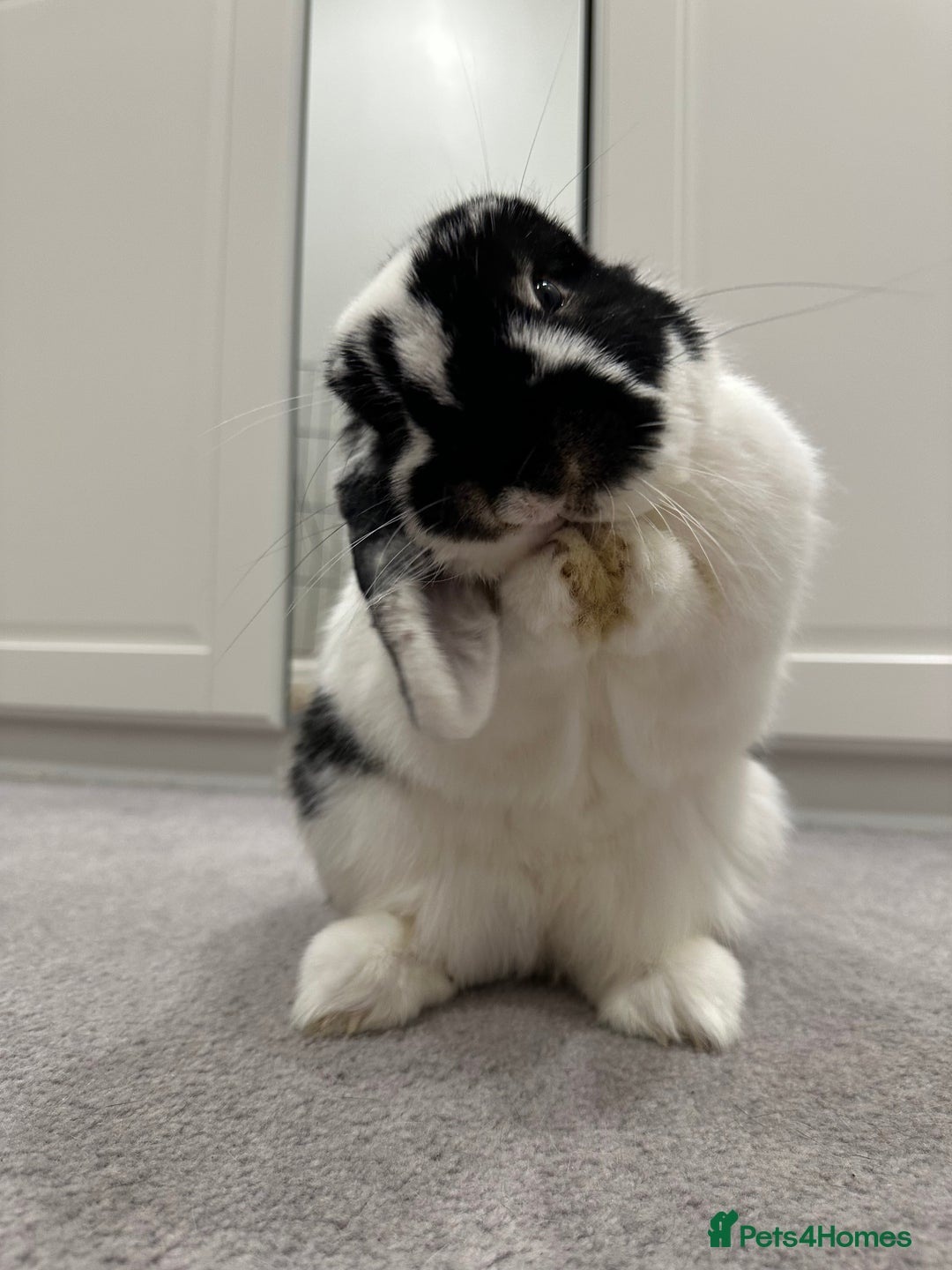 Mini Lop rabbits for sale: Selling a mini lop called Mello - Image 1