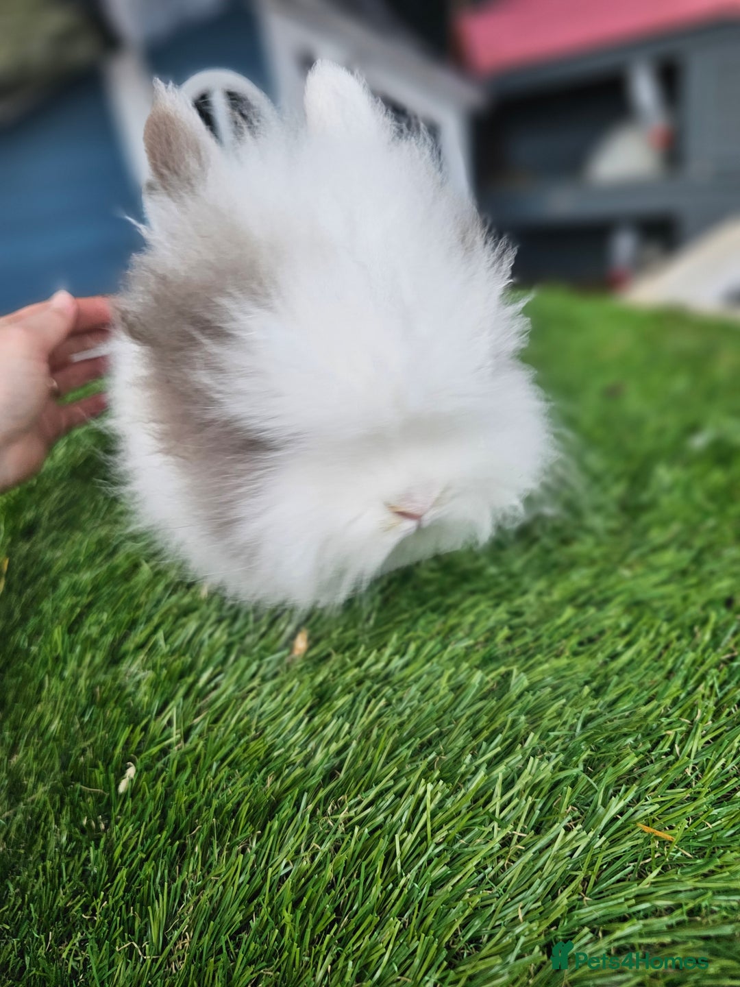 Lionhead rabbits for sale: Lionhead x Angora - Advert 1