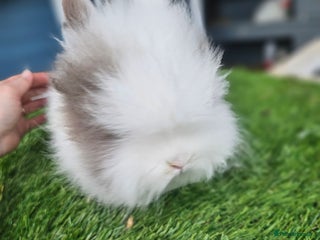 Lionhead rabbits Lionhead x Angora - Advert 8