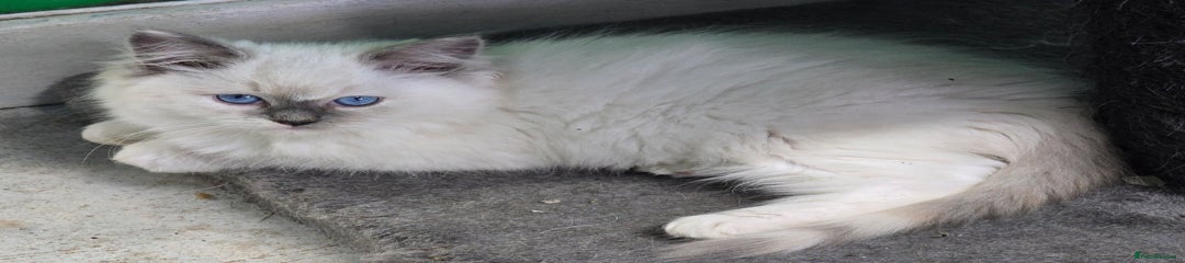 Ragdoll Kitten 7
