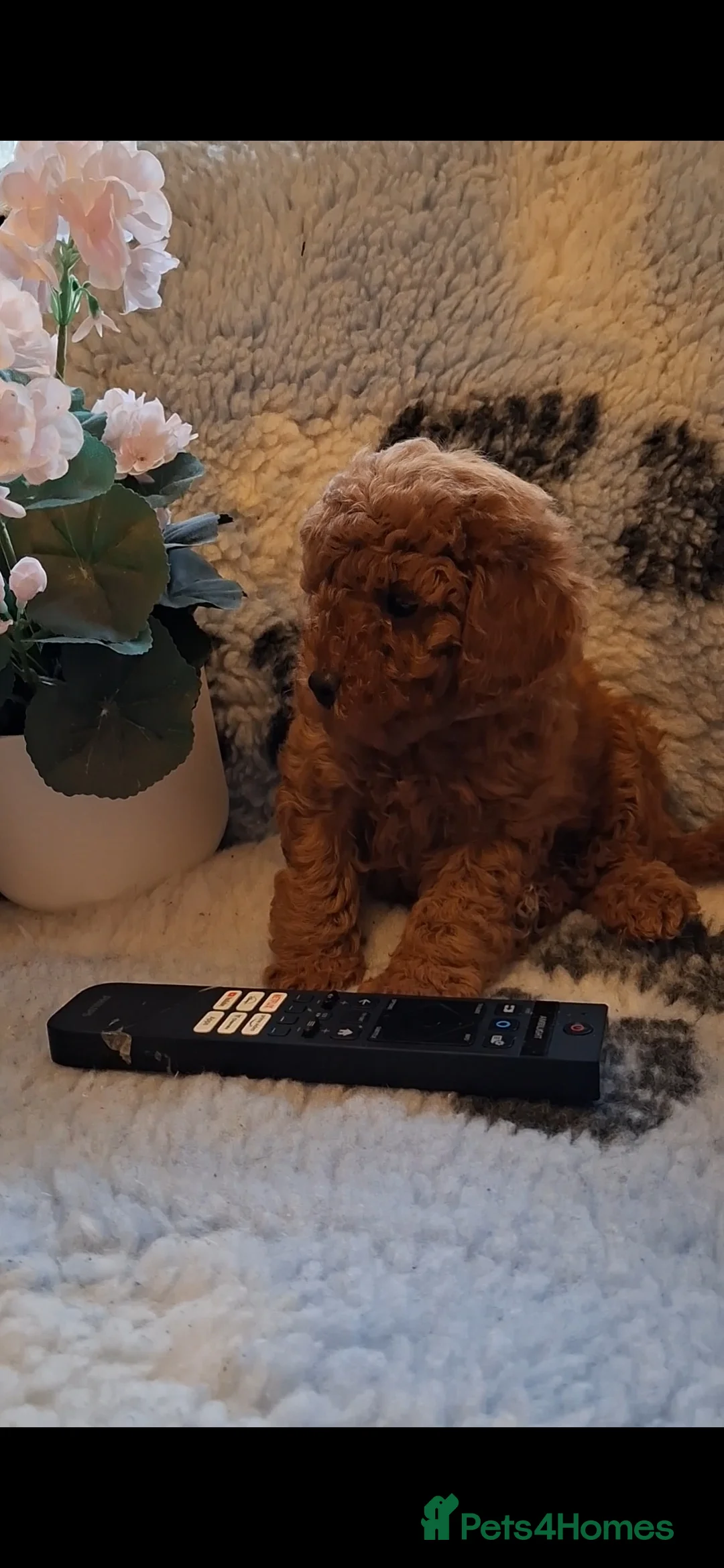 Toy Poodle dogs for sale: Deep red KC registered Toy Poodle puppies - Advert 4