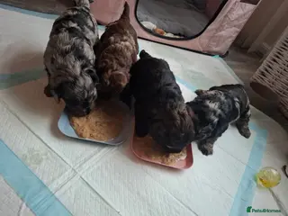 Cockapoo dogs F2b cockapoo pups - Advert 14