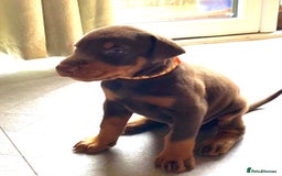 Dobermann dogs for sale: Outstanding KC reg Doberman puppies for sale - Image 6
