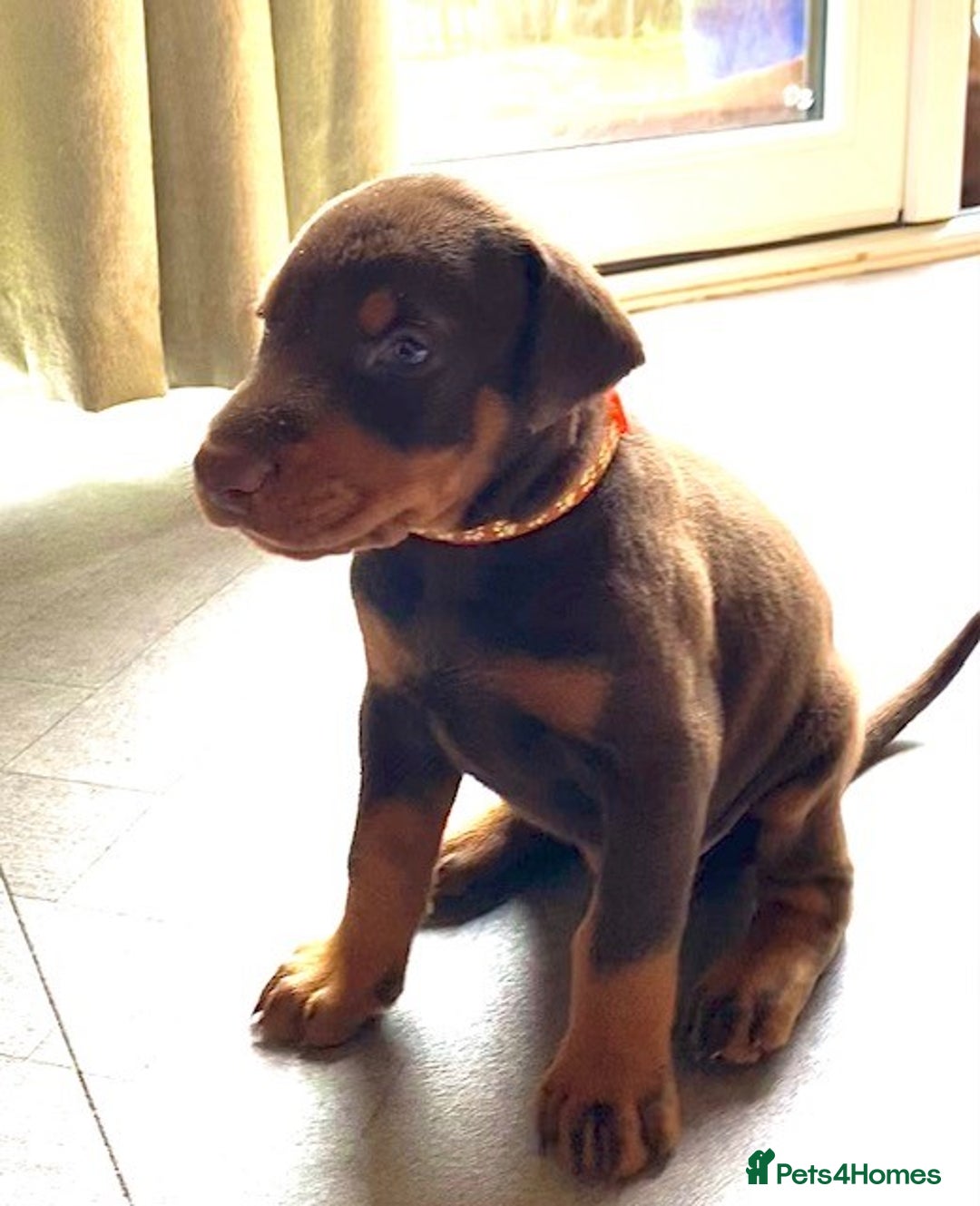 Dobermann dogs for sale: Outstanding KC reg Doberman puppies for sale - Image 6