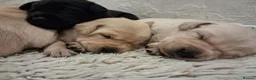 Labrador Retriever dogs for sale: Labrador Puppies - Advert 8