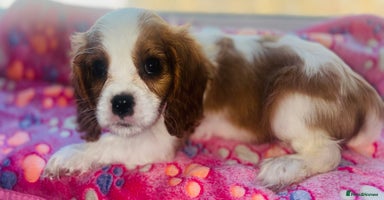 Cavalier King Charles Spaniel dogs in Arundel - Advert 1