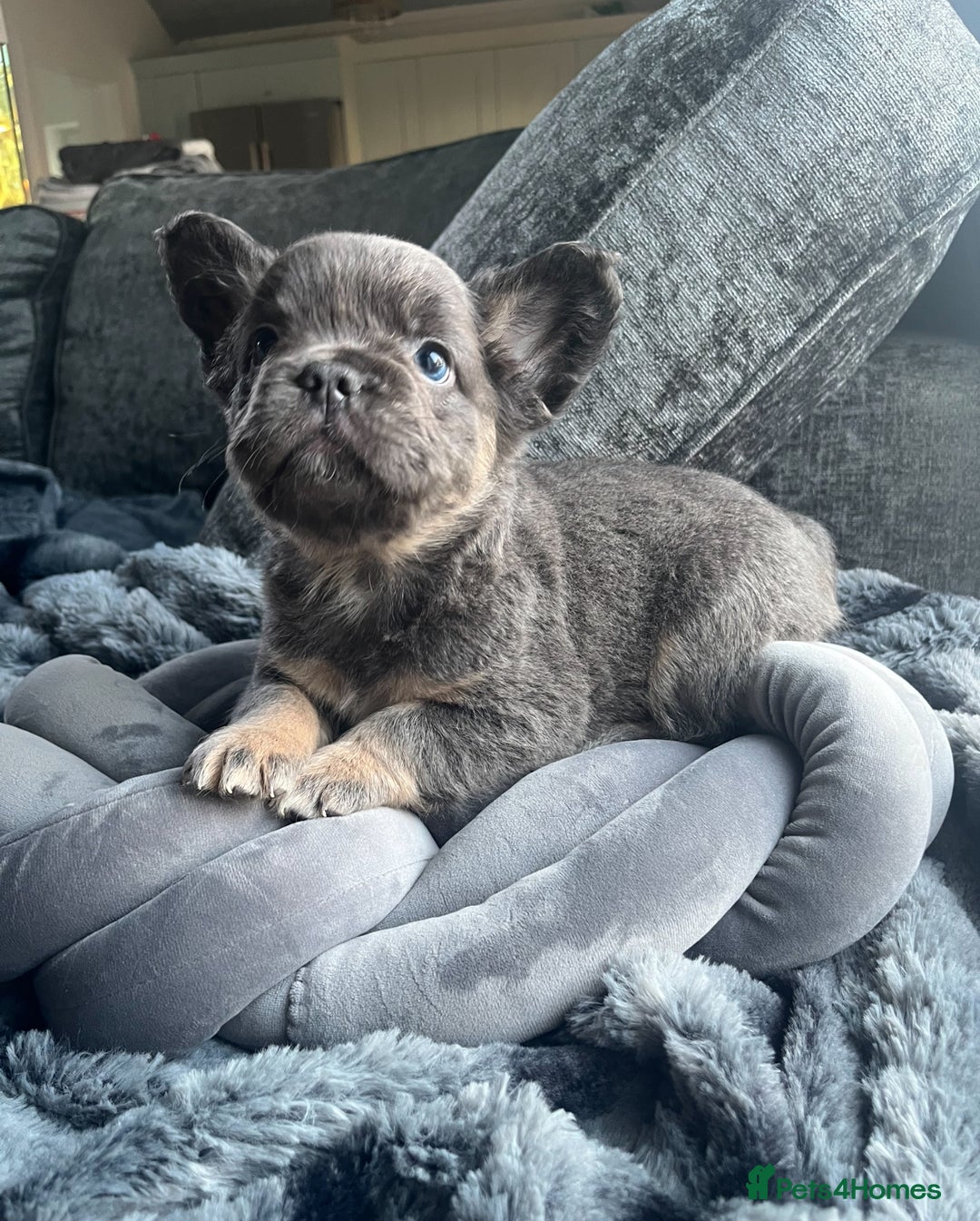 French Bulldog dogs for sale: Beautiful full fluffy frenchies  - Advert 12